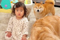 1歳の女の子が悪いことをしたので、叱った結果→察した犬たちが集まってきて…まさかの『尊すぎる光景』が23万再生「連帯責任なんだ」「素敵」