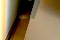 赤ちゃん犬が『叱られてしまった』結果→冷蔵庫の横に隠れてしまい…『14センチの隙間でいじける光景』が愛おしすぎると反響「めっちゃ可愛い」