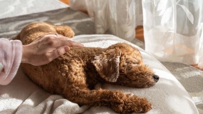 犬の背中を撫でる