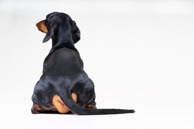 背中を向けて座る犬