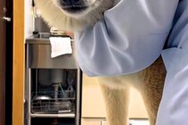 年に1度の注射を打ちに来た犬→ニコニコ笑顔だったのに、診察台に乗ると…事態に気付いた瞬間の『表情』に反響「顔がｗｗ」「頑張ってエライ」
