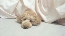 犬と一緒に寝るって本当にいけないこと？危険性と注意すること