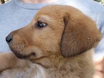犬の嫌いな音を知っていますか？