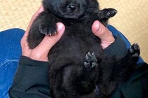 両手で包めるほど小さかった赤ちゃん犬→1年後…とてつもなくカッコいい『成長した光景』に10万いいね「イケメンすぎる」「子グマから狼に」