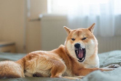 柴犬のあくび