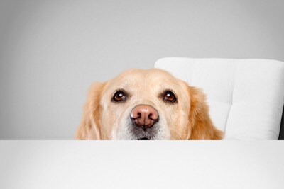 顔を出す犬