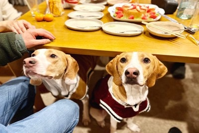 テーブルの下から顔を出す2匹の犬