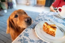 犬が人間のごはんを見てくる理由3つ　食事中に絶対してはいけないタブー行為まで