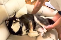 いつもお父さんが座っている場所を占領した犬→全然どいてくれなくて…仁義なき『席取り合戦』が面白いと反響「幸せそうｗ」「可愛いので許せる」
