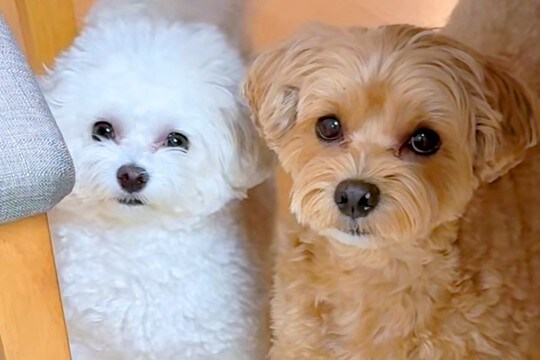 『AIかと思った』2匹の犬に"おしゃんぽいく?"と質問してみた結果→とんでもなく尊い『シンクロした光景』が43万再生「可愛すぎて声出た」