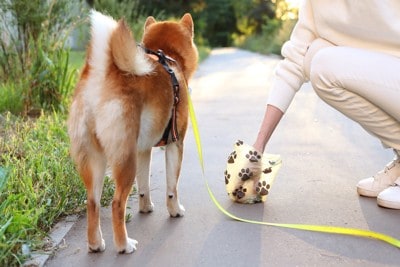 柴犬のウンチをとる飼い主