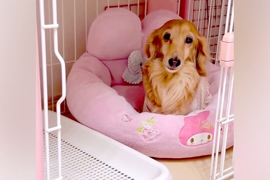 『ケージに閉じ込められた』と文句を言うシニア犬→実は開いていて…勘違いに気付いた瞬間が尊いと40万再生「全てが愛おしい」「可愛い文句w」