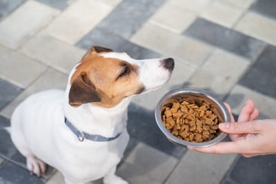 食べ物から顔をそらす犬