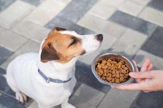 犬がみせる『お腹いっぱい』サイン3つ 食べ過ぎによる悪影響まで解説