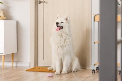 玄関に座り込む犬