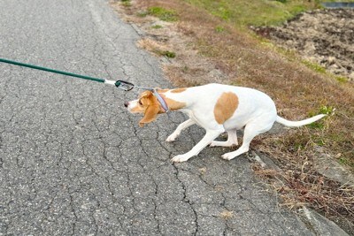 リードを引く、茶白の垂れ耳の犬