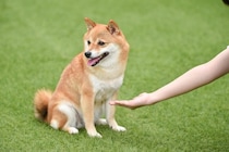 犬が『指示を聞かなくなる』飼い主のNG行為5つ　ワガママを助長させる行動とは？