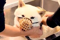 1年間シャンプーできなかった『噛みつき犬』→トリミングした結果…想像以上の光景が76万再生「抜け毛が凄すぎる」「フカフカでカワイイ」