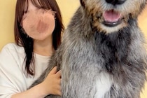 『本当に子犬…？』まだ生後6ヶ月の子犬→AIを疑うほどの『衝撃的なデカさ』に1万いいね集まる「まだ大きくなるのヤバい」「凄すぎるｗｗ」