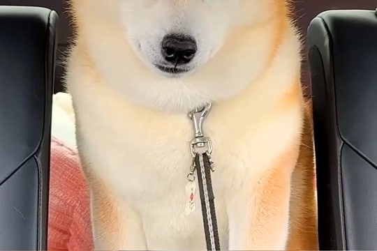 病院の注射で大暴れした犬→車での帰り道、疲れ切ってしまい…まるで別犬のような『表情』が5万再生「しょぼしょぼで草」「吹いてしまったｗｗ」