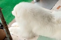 父が『大型犬の毛を適当に整えた』結果→ふと『おしり』を見てみると…思わず二度見する『プリケツ』に爆笑「立派すぎるｗ」「人間みたいで草」