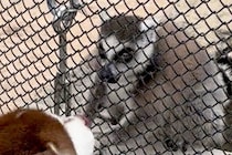 動物園で手を伸ばしてきた猿→大型犬が『撫でてもらえる！』と思ってしまい…可愛すぎる『勘違い』に1万いいね「耳がｗｗ」「仲良くなれそう」