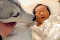 赤ちゃんが『生まれた瞬間から大型犬と育った』結果→お互い言葉を喋れなくても…尊すぎる『成長記録』が73万再生「兄弟みたい」「愛情に涙が」