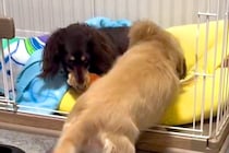 妹犬におもちゃを取られた姉犬→『返してくれない』と文句を言って…わかりやすく『ママに訴える表情』が34万再生「地団駄ｗ」「子どもと同じ」