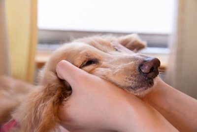 顔周りを撫でられる犬