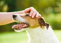 犬が嬉しがる『褒め言葉』５選　愛犬を喜ばせるために使うべきキーワードとは？