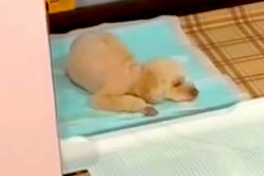 トイレの上で寝てしまう犬→やめさせるために『もう1匹の犬と寝ること』を教えた結果…『衝撃の光景』が63万再生「ドヤ顔ｗ」「なんてこった」