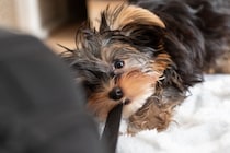 犬が『紐』を好む4つの理由　遊んでほしくないときの対処法や注意点まで