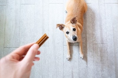 おやつ、伏せて待つ犬