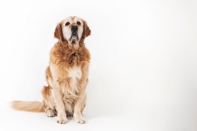 正面を向いて座っている老犬