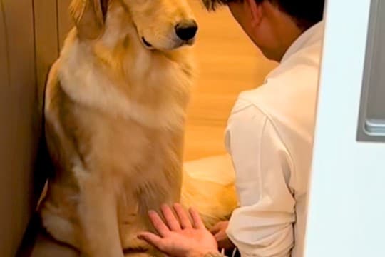 パパが大型犬に『お手』と言うと、しぶしぶ手を差し出して…あまりにもやる気がない『態度と表情』が410万再生「ダルそうで草」「最高ｗｗ」