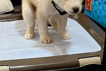 トイレで踏ん張る『生後2ヶ月の保護犬』→2年後…赤ちゃんの頃から変わっていない『表情』に5万いいね「もはや様式美ｗ」「そのまま過ぎて草」