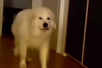 リビングにやってきた超大型犬→『おいで』と話しかけた結果、少しだけ振り向き…思春期の子供のような光景が52万再生「うちの娘ｗ」「笑った」