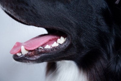 犬の呼吸