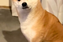 暖かくなってきたので、ストーブを消した結果→犬が『なぜですか？』と訴えてきて…切実すぎる『表情と態度』に反響「なんちゅう顔ｗ」「爆笑」