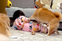 1歳の女の子が『柴犬に押し倒されてしまった』結果→大型犬が駆け寄って…頼もしすぎる『まさかの光景』が44万再生「相棒のよう」「優しい」