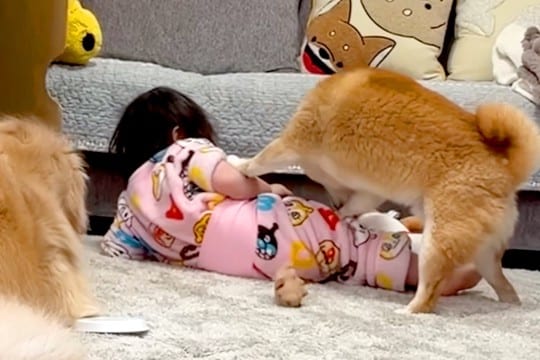 1歳の女の子が『柴犬に押し倒されてしまった』結果→大型犬が駆け寄って…頼もしすぎる『まさかの光景』が44万再生「相棒のよう」「優しい」