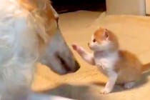赤ちゃん子猫と大型犬→小さなおててで『猫パンチ』をした結果…泣けてくる『尊い世界』に1万いいね集まる「ウルウルした」「優しい」と絶賛
