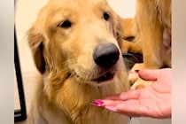 口の中に何かを隠している大型犬→『ちょうだい』と手を差し出すと…丸ごと隠していた『まさかのモノ』に驚き「噛まずに大事にｗｗ」「たまらん」