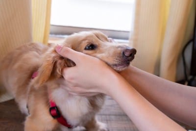 褒められる犬