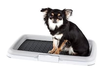 犬が『おしっこ』をする前にみせる行動5つ　必要なトレーニングや注意すべき仕草まで