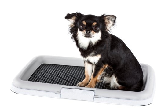 犬が『おしっこ』をする前にみせる行動5つ　必要なトレーニングや注意すべき仕草まで