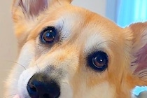 トイレシーツを変えていたら、なぜか近づいてきた犬→ふと振り返ると…まさかの『賢すぎる気遣い』に反響「ママの行動よく見てる」「優しい子」