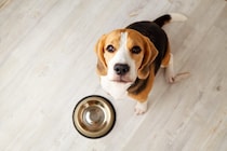 犬が『人に話しかけている』サイン５選　見逃したくないアピールや信頼関係を深める方法まで