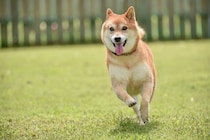 犬の性格が突然変わってしまうのはなぜ？主な原因や飼い主がすべき適切な対応まで