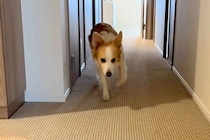 出かけようとすると『足が痛い』と訴えてくる犬→仕方なく家の中に戻った結果…『まさかの光景』に爆笑続々「完全に仮病で草」「頭良すぎｗｗ」